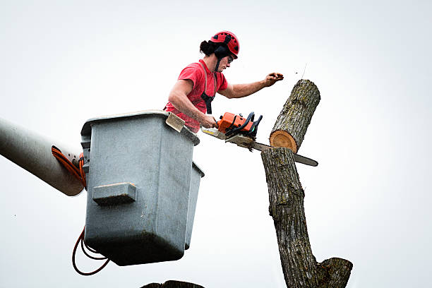 How Our Tree Care Process Works  in  Emmett, ID